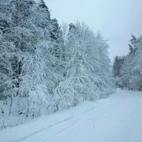 Альбом природа